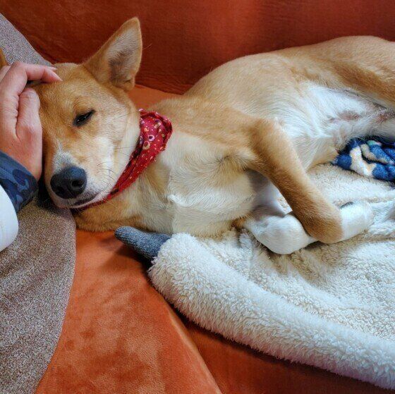なでられて眠そうなMIX犬