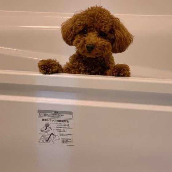 お風呂から覗くトイ・プードル