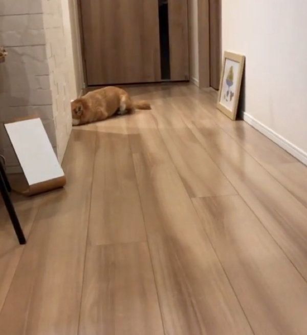 豆柴のにこちゃん