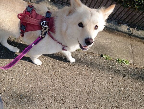 見つめるつるちゃん