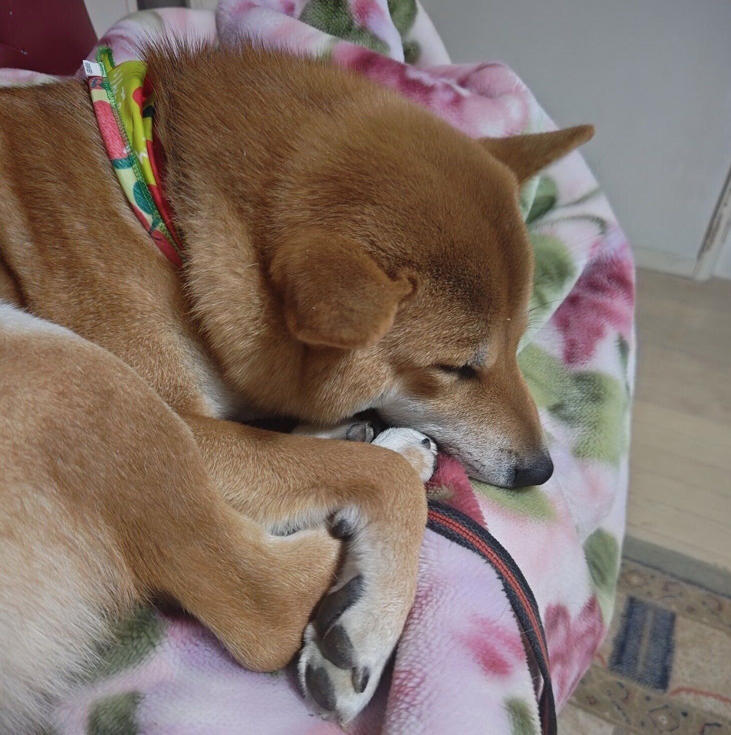 スヤスヤ眠るらんたろうくん