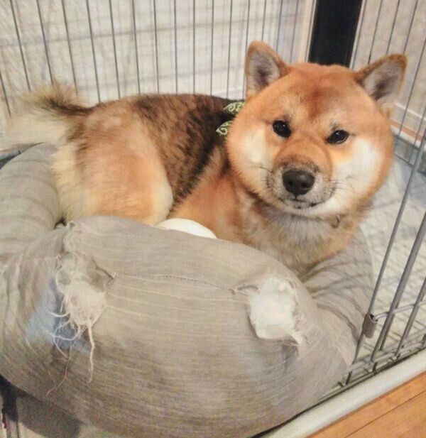 ベッドでくつろぐおにぎりくん