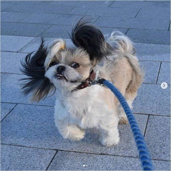 お散歩するシー・ズー