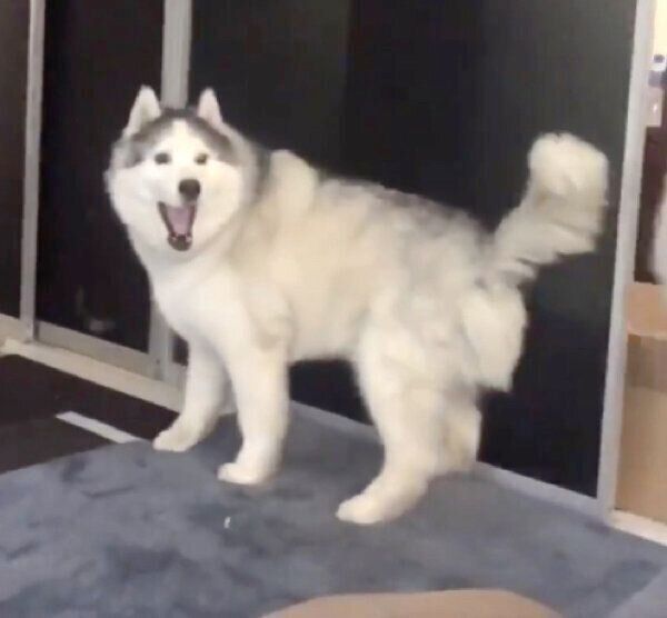 芸人並みのリアクションをするフィスくん