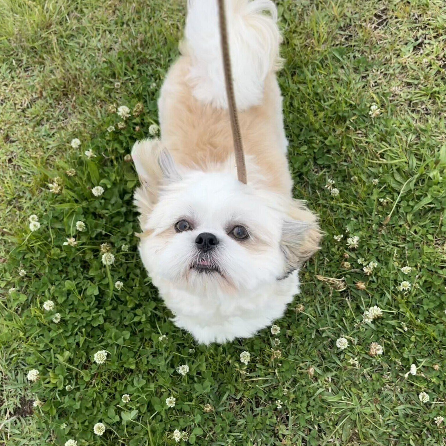 飼い主さんを見上げるオラフくん　キュルキュルした瞳がかわいすぎる