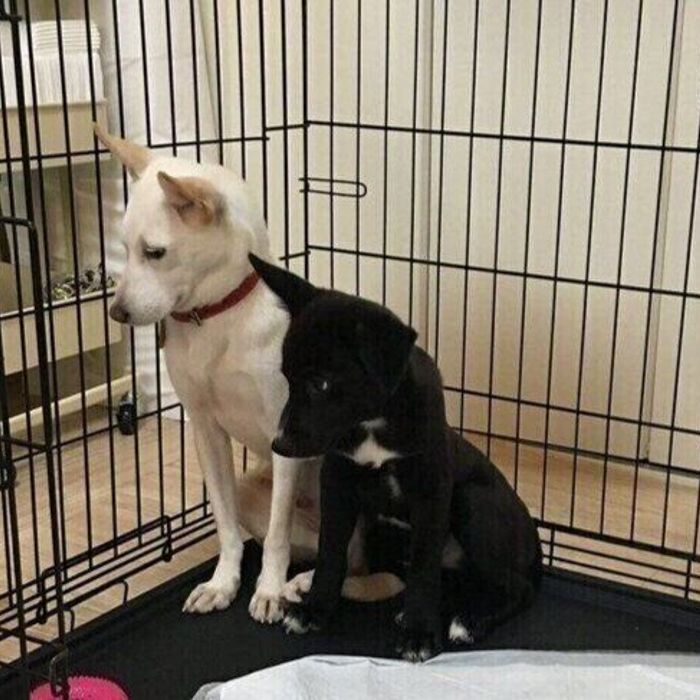 保護ボランティアさんのお宅で初めて会ったときに撮影された1枚