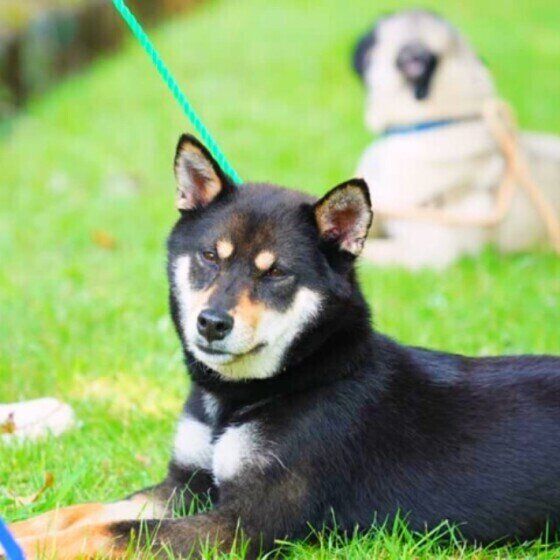 柴犬のココロちゃん