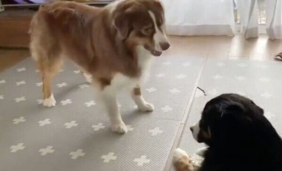 兄犬が好きすぎてまさかの 強烈タックル する弟犬 大胆かまってアピール は成功した いぬのきもちweb Magazine 兄犬が好きすぎてまさかの 強烈タックル する弟犬 大胆かまってアピール は成功した いぬのきもちweb Magazine