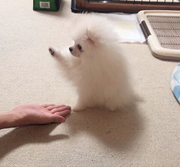 「オテ」を覚えたもちこちゃん