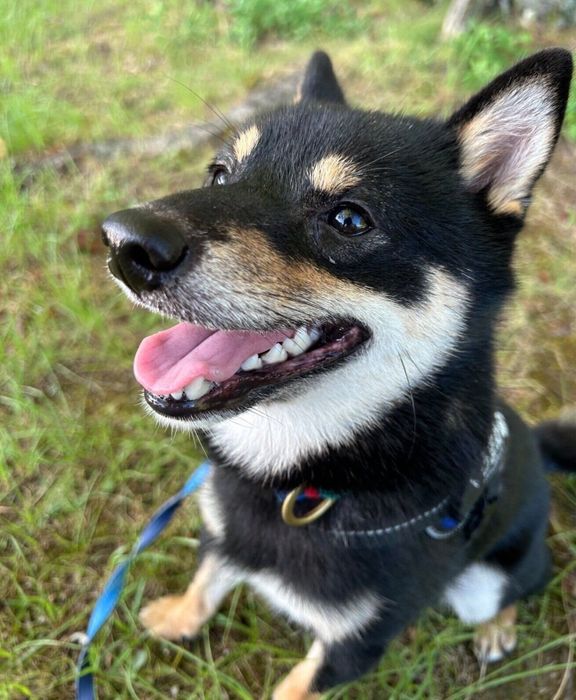 散歩を楽しむくろまめくん