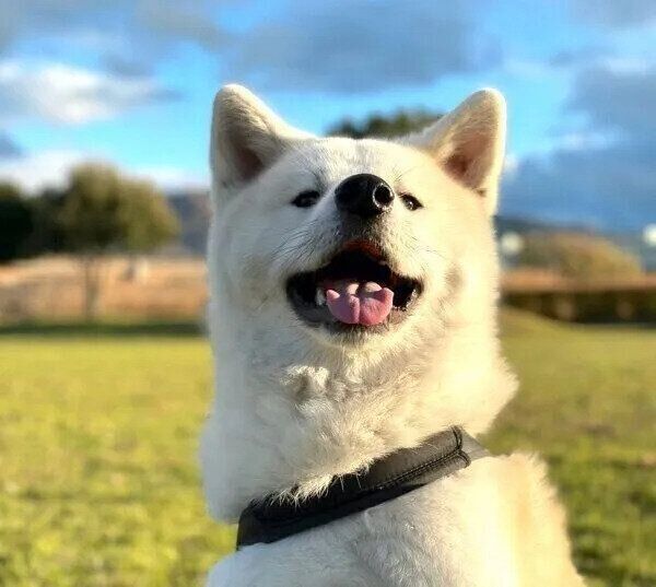 お散歩に大満足な凛太郎くん