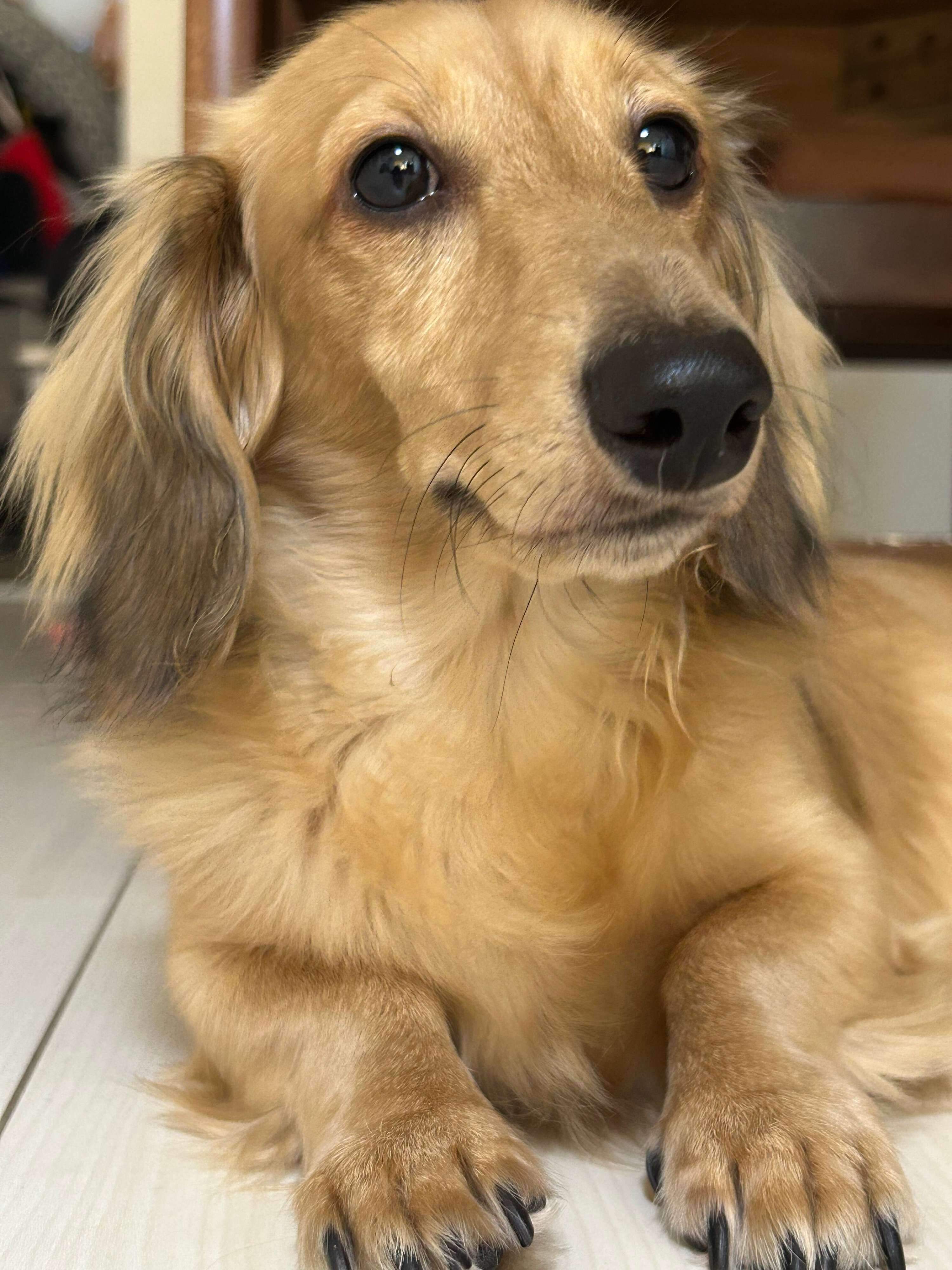 成長したダックスフンド（1才1ヵ月）