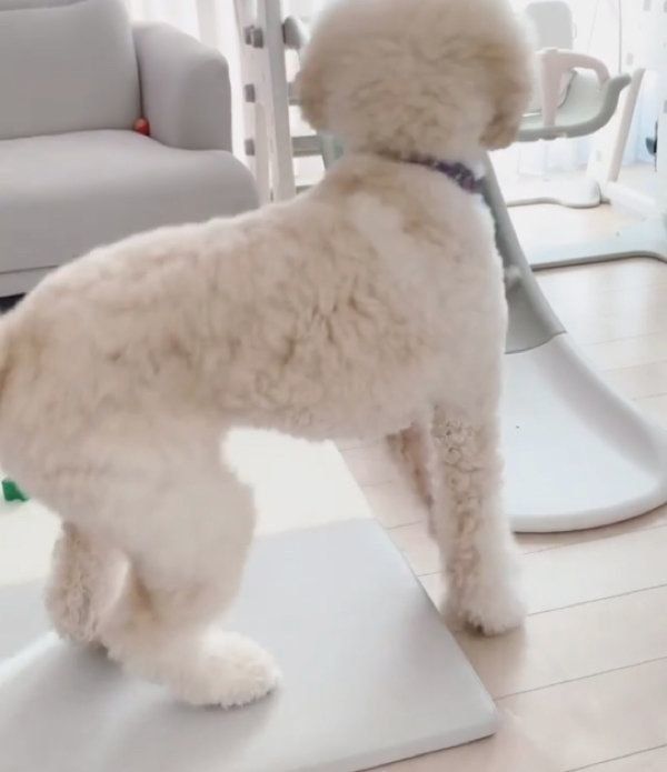 スタンダード・プードルのもずくちゃんと弟くん