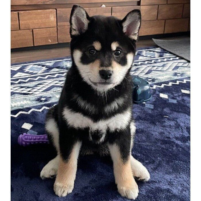 オスワリ」をマスターした生後2カ月の柴犬 “ドヤ顔”をしながら