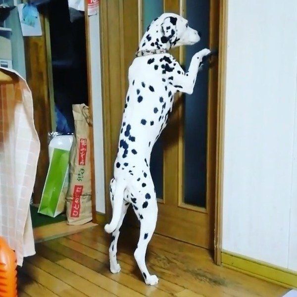 ドアを開けるそらちゃん