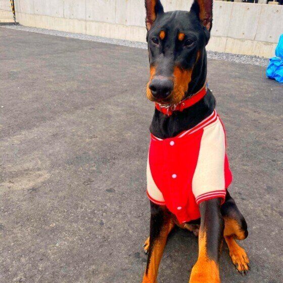 ドーベルマンの特徴 性格 最新価格と飼い方 いぬのきもち 犬図鑑 いぬのきもちweb Magazine