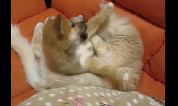 柴犬の子犬と猫