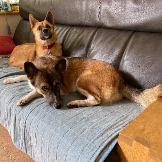 くつろぐ犬たち！