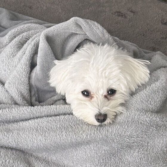 毛布にくるまるレディちゃん