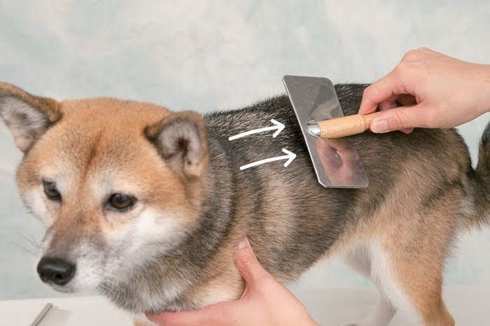 スリッカーブラシをかけてる柴犬