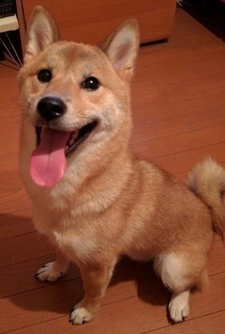 マウンティング 犬