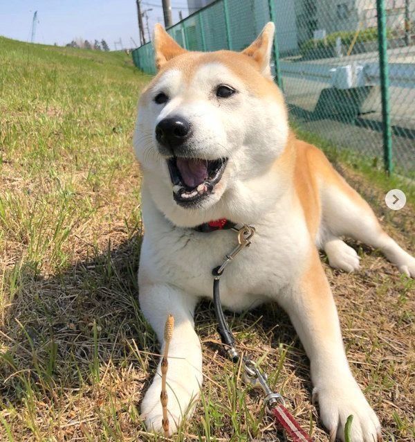 柴犬のこなつちゃん