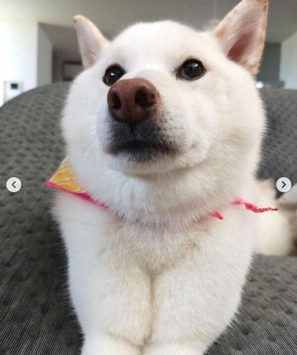 くつろぐしらたまちゃん