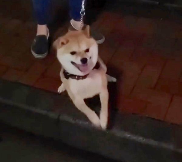 踏切を怖がる豆千代くん