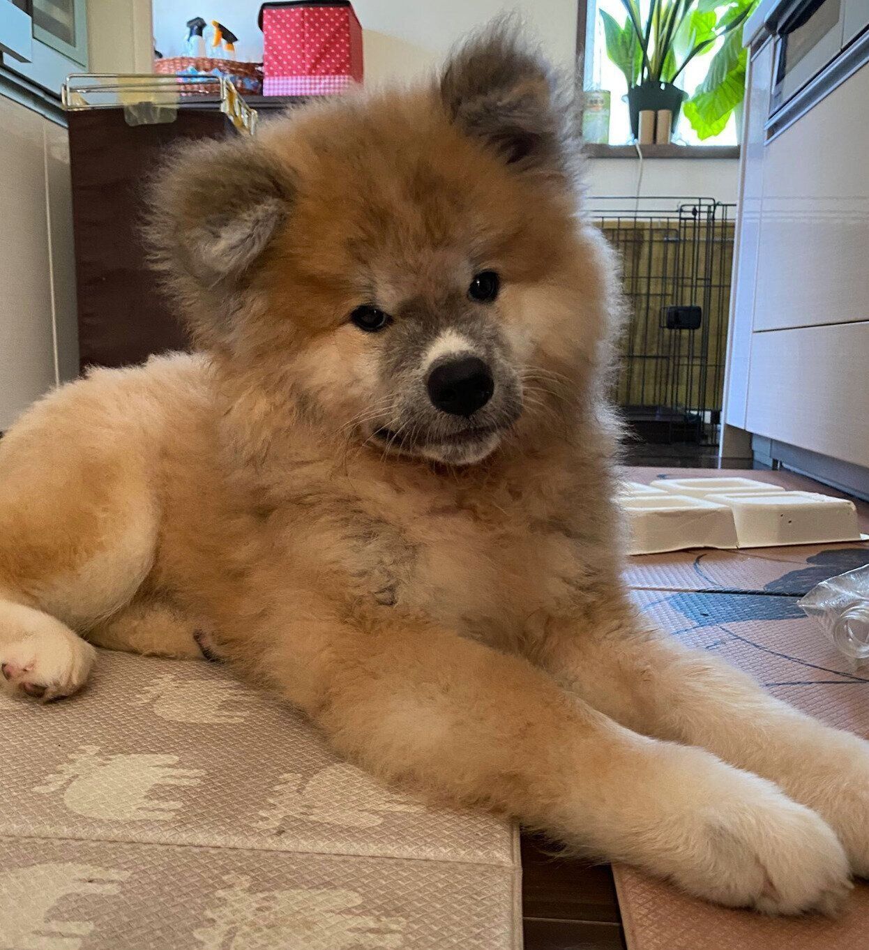 生後3カ月のころに撮影したちゃちゃみちゃん