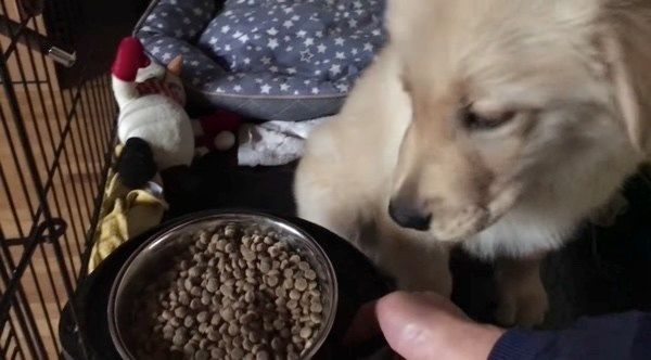 ゴハンを食べたいゴールデン・レトリーバー