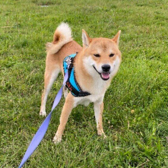 柴のイサムくん