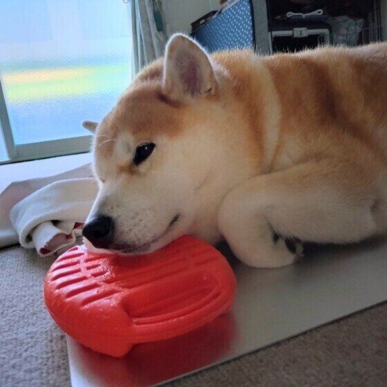 涼む柴犬