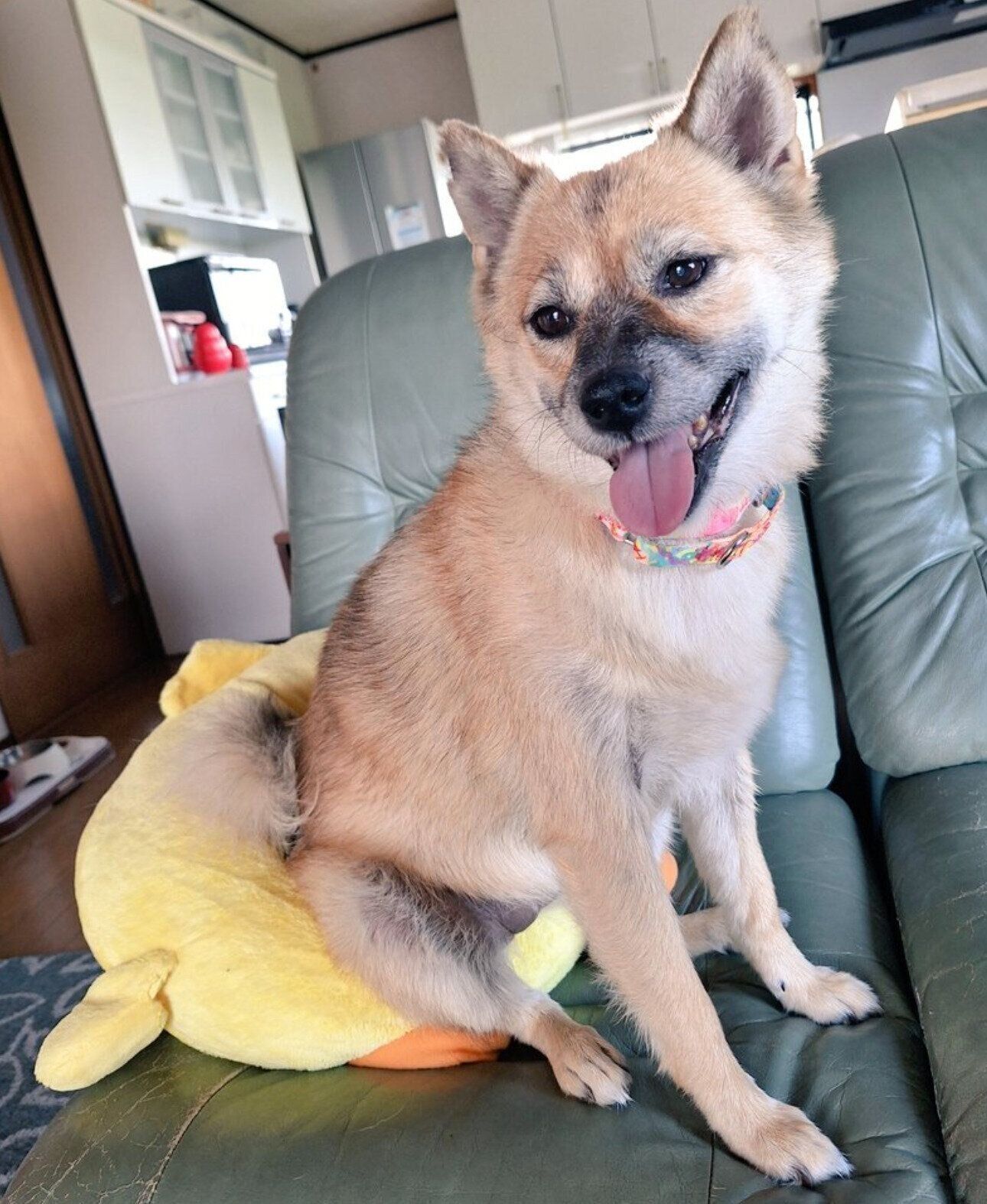 クッションの上に座るらんちゃん。