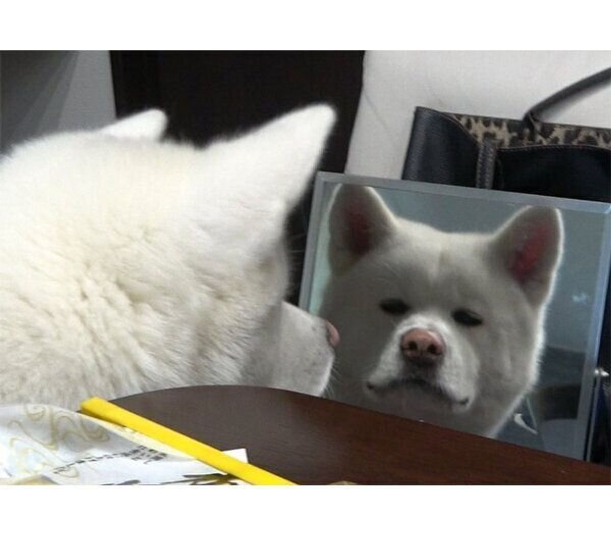 鏡で自分を見て固まる秋田犬が可愛い 最高のおねだり顔 には思わず笑いも いぬのきもちweb Magazine 鏡で自分を見て固まる秋田犬が可愛い 最高のおねだり顔 には思わず笑いも いぬのきもちweb Magazine