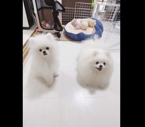 オスワリの練習をするあんにんくんと、できるアピールをするおこめくん