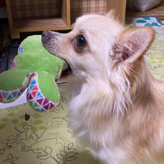 Mix（小型犬）のハッピーくん♪