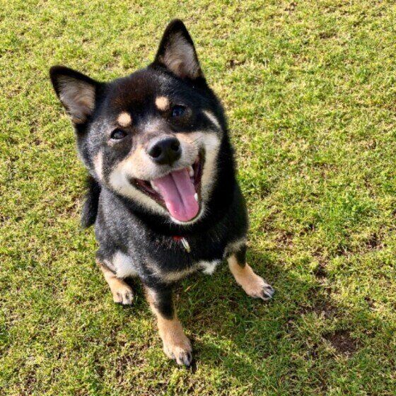 シニア犬が安心して暮らせる環境を整えよう！住環境と愛情が安心感につながる いぬのきもち