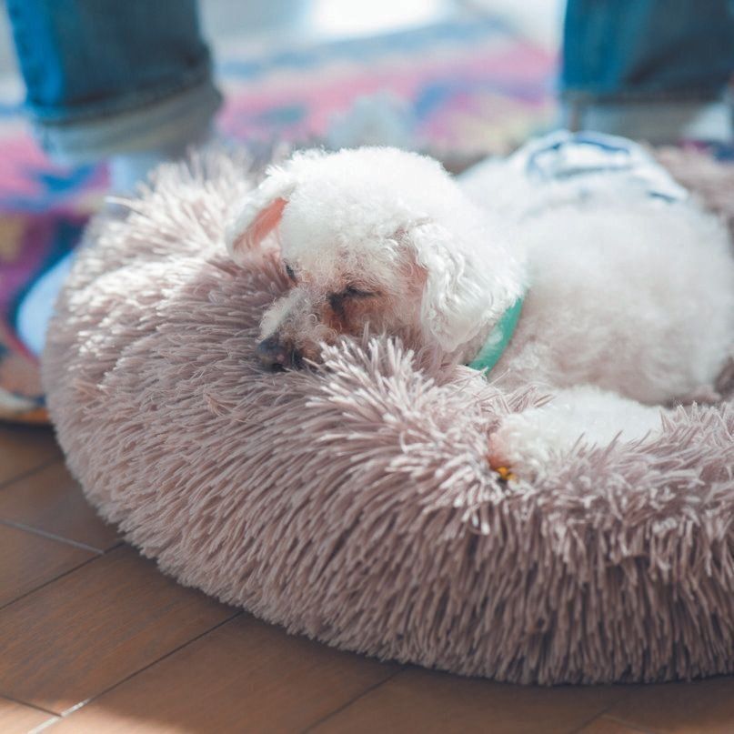 Mさんの足元がミルクくんにとって安心できる場所