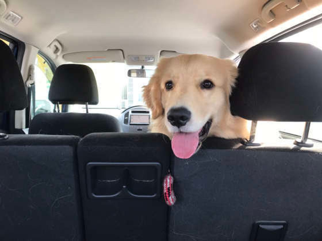 苦手レベル別 犬の車嫌い克服方法 春だから愛犬とお出かけしたい いぬのきもちweb Magazine 苦手レベル別 犬の車嫌い克服方法 春だから愛犬とお出かけしたい いぬのきもちweb Magazine