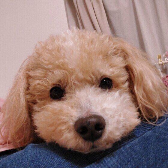 犬の甘える仕草に気がついて愛犬ともっと仲良くなろう！ いぬのきもち