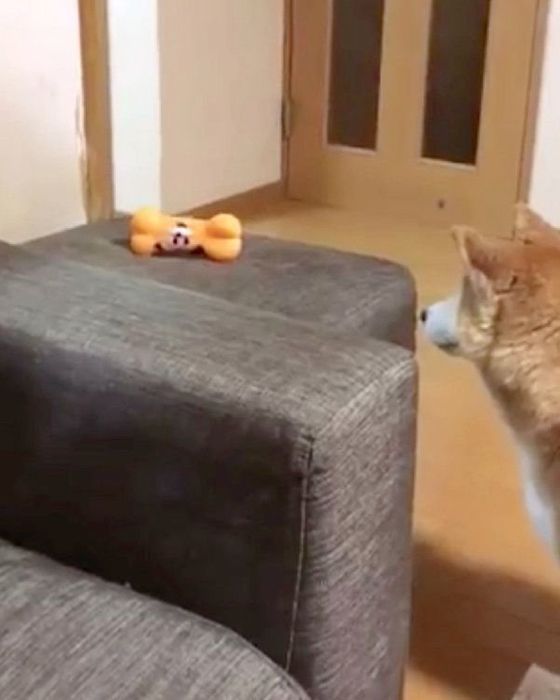 おもちゃを見つめるロペさん