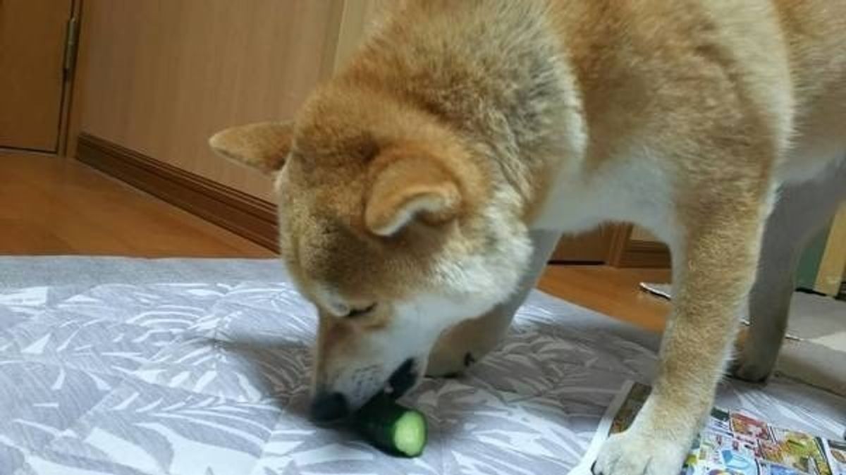ペット栄養管理士が解説 愛犬にきゅうりをあげていい 栄養はあるの いぬのきもちweb Magazine ペット栄養管理士が解説 愛犬にきゅうりをあげていい 栄養はあるの いぬのきもちweb Magazine