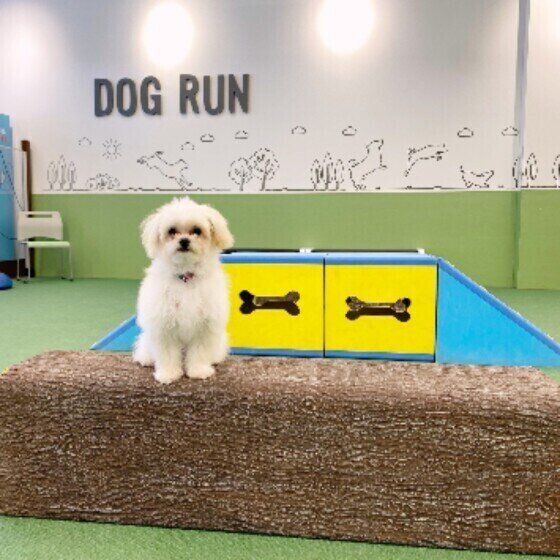 室内ドッグランで遊ぶMIXのむぎくん