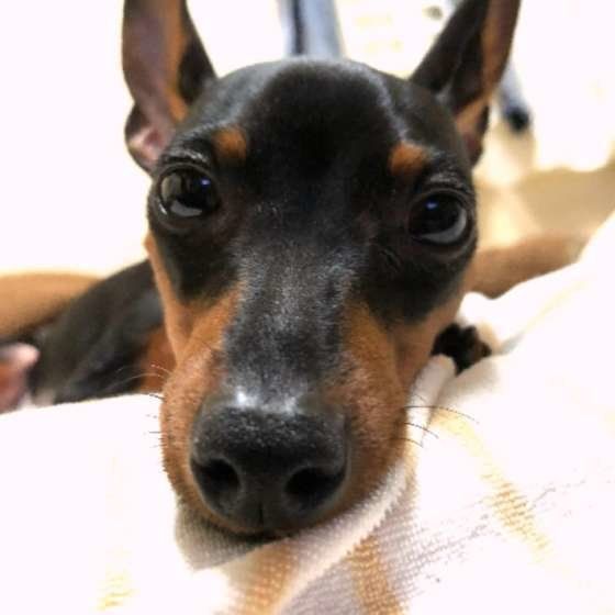 まったりモードのミニピン