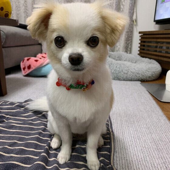 犬のクッシング症候群はどんな病気？ 症状と原因、治療法を獣医師に聞いた いぬのきもち