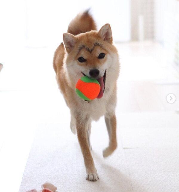 ボールで遊ぶこまりちゃん