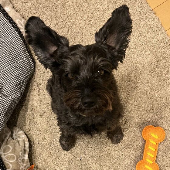 耳をピンと立てるミニチュア・シュナウザー