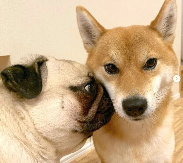 アキちゃんのお顔に自分のお顔をくっつけるラルくん