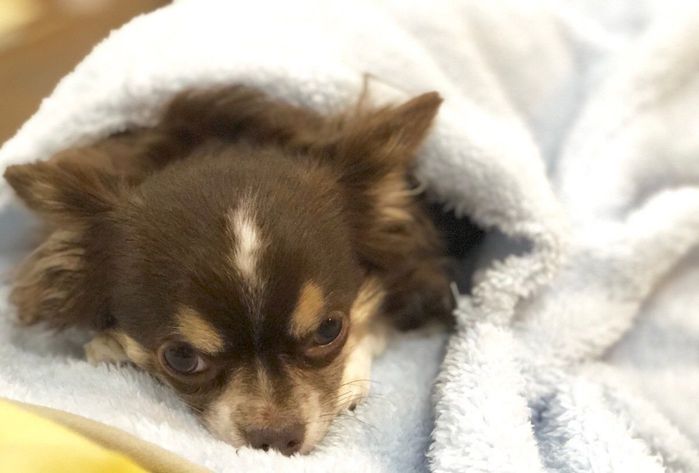 ぬくぬくしているチワワ