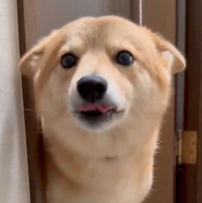 飼い主さんを出迎えるトンボくん